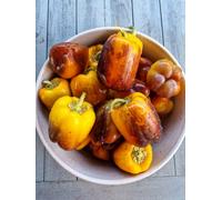Purple Smudge Gold Sweet Pepper Seeds - 10 Fresh Seeds