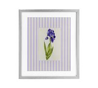'Purple Stripe Iris'| Framed Print Under Glass