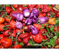 Purple Ufo Chilli Seeds - 10 Fresh Seeds