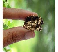 Purpledip Rare Miniature Statue Ganesha in Conch Shell: Unique Collectible Gift (11604)