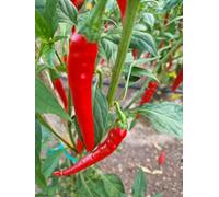 Pusa Jwala Chilli Seeds - 10 Fresh Seeds
