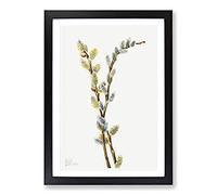 Pussy Willow by Mary Vaux Walcott Framed Print | A2 Black Framed Wall Art | Ready to Hang | Modern Nature Picture | Living Room Bedroom Lounge Office
