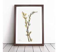 Pussy Willow By Mary Vaux Walcott Framed Wall Art Print A4 Walnut