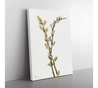 Pussy Willow Flowers By Mary Vaux Walcott Vintage Canvas Print 20x14 Inch