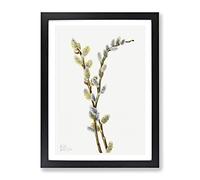 Pussy Willow Flowers By Mary Vaux Walcott Vintage Framed Print | A4 Black Framed Wall Art | Ready to Hang | Classic Floral Picture | Living Room Bedroom Lounge Office
