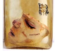 Putrid Offal - Anatomy -Mcd/Digi/Ltd-
