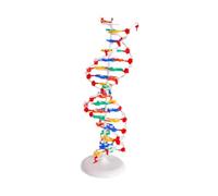 PUXZYAX Human Genes Learning Kit Double Model Provides Visual Learning Aid