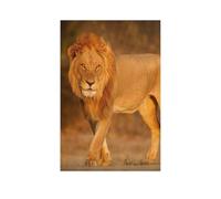 Puzzle 1000 Pieces Adults，Male lion in the African evening sun，Decompression Puzzle For Adults And Children From 3 Years Classic Puzzles（50x70cm）-AR76