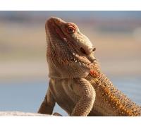 Puzzle 1000 pieces, challenging puzzle for adults and children from 14 years - Central, bearded dragon, lizard, reptile 50x70CM
