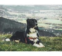 Puzzle 1000 pieces, colorful puzzle for adults and children from 14 years - dog, lying down, grass 38x52CM