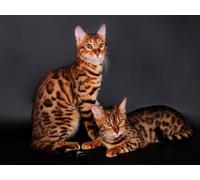 Puzzle 1000 Pieces, Colourful Puzzle for Adults and Children from 14 Years Bengal Cat, Cat, Pair 26x38CM
