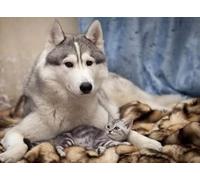 Puzzle 1000 Pieces - Huskys Dogs Posters - Irregular Art Jigsaw - Elderly Fun Toy - Family Educational Game For Memory - Kw225Zk