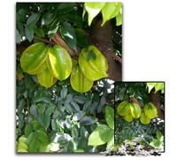 Puzzle 1000 Pieces Jigsaw Bering Fruit Paper Jigsaw Interactive Family Game DIY Home Decor Brain Teaser Gift 1000 PCS(38x26cm)