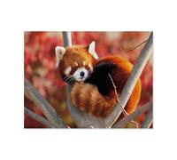 Puzzle 1000 Pieces Jigsaws，Red Panda，Jigsaw Puzzles for Adults 1000 Piece Wooden Puzzles Educational Intellectual Decompressing Games 1000pcs（75x50cm）-E39
