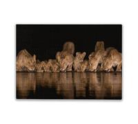 Puzzle 1000 Pieces Nine Lions with Cubs Drinking in The Night for Players Who Like to Challenge The Difficult and Unlock More Complex Patterns in Hd