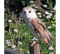 Puzzle 1000 pieces, owl, bird of prey | Puzzle games, gift for adults, teenagers and children, 50x70cm