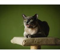 Puzzle 1000 pieces, puzzle for adults, puzzle colorful cat, crying, muzzle 38x52CM
