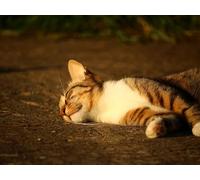 Puzzle 1000 pieces, skill game for the whole family, cat, lying, striped 26x38CM