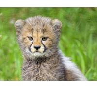 Puzzle 1000 pieces, skill game for the whole family, cheetah, cub, animal 38x52CM