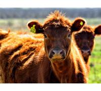 Puzzle 1000 pieces, skill game for the whole family, cow, face, color 26x38CM