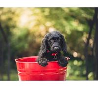 Puzzle 1000 pieces, skill game for the whole family, dog, puppy, bucket 50x70CM