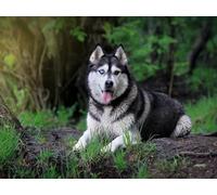 Puzzle 1000 pieces, skill game for the whole family-dog, walking, grass 26x38CM