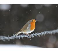 Puzzle 1000 Pieces, Skill Game for the Whole Family Wire, Robin, Bird 38x52CM