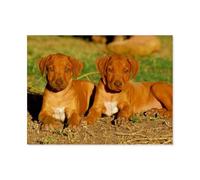 puzzle 1000，Rhodesian Ridgeback，Jigsaw puzzle for for adults teens and challenge educational-Wooden（75x50cm）-AT95