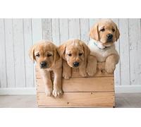 Puzzle 2000 Piece 3D Chiot Golden Retriever 100x70cm