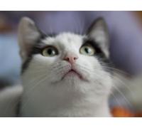 Puzzle 2000 Pieces Colourful Puzzle for Adults and Children, Cat, Snout, Nose 70x100CM