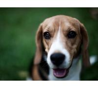 Puzzle 2000 Pieces Colourful Puzzle for Adults and Children Dog Muzzle Nose 70x100CM
