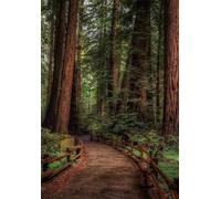 Puzzle 2000 pieces for Adults Jungle Trail, Puzzles for Adults, Fun & Challenging 2000 Piece Jigsaw Puzzles Gift for Adults & Families