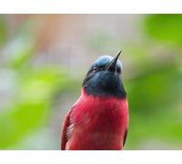 Puzzle 2000 pieces, Impossible Puzzle, Puzzle gift,-Bee-eater, beak, bird 70x100CM