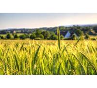 puzzle 500 pieces,natural beauty,wheat,fields,countryside,farms,wheat fields 52x38CM