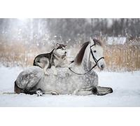 Puzzle Adults Puzzle 500 Piece Horse Dog Husky 52x38CM
