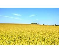 puzzle for 500 piece,natural beauty,wheat,fields,countryside,farms,wheat fields 52x38CM