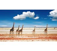 Puzzle for Adults, 500 Pieces, Giraffes in the African Savannah Impossible Puzzle 52x38CM