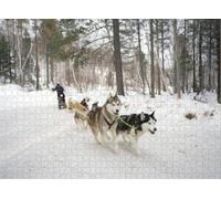 Puzzle for Adults Jigsaw Puzzles Hard Challenging Difficult Family Cool Large Complete Odd Eye Siberian Husky is a Sled Dog Leader Puzzles for Adults_300pcs