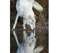 Puzzle for Adults Jigsaw Puzzles Thick Sturdy Hard Challenging Difficult Party Games Props Tundra Wolf Gracie at The Pond at Triple D Game Farm Puzzles for Adults_500pcs