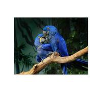 Puzzle for Adults Kids 1000 Piece，A pair of blue hyacinth macaws touching beaks，Toy Educational Games Home Decoration for Adults& Kids Age 14 Years Up 1000pcs（75x50cm）-B20