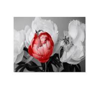 Puzzle for Adults Kids 1000 Piece，Red peony against a black and white background，Toy Educational Games Home Decoration for Adults& Kids Age 14 Years Up 1000pcs（38x26cm）-M60