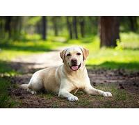 Puzzle Jigsaw 1000 Pieces Labrador Dog Adult Leisure Entertainment Children's Educational Toys Christmas