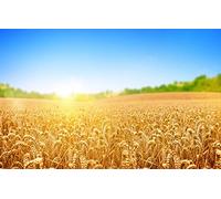 Puzzle Kids Puzzle 1000 pieces, natural beauty, wheat, fields, sun, rays 38x52CM