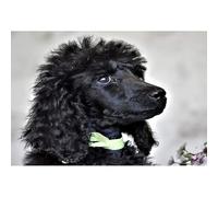 Puzzle Toy Animal 2000 Pieces European Poodle Puzzle Suitable for Adults and Teenagers Small Dog Puzzle Family Game Wall Decoration