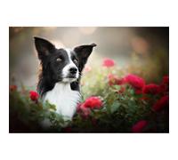 Puzzle Toy Animal 500-piece（52x38cm） Border Collie Pet Dog Puzzle, Brain-teasing Family Game and Festival Gift