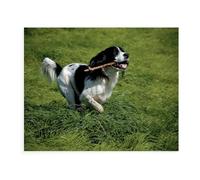 Puzzles 1000 Pcs for Adults Jigsaw,English Springer Spaniel,cardboard puzzle，Intellectual Educational Unzipping Funny Toy Family Game for Adult Children(38x26cm）-54
