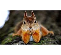 Puzzles 1000 Piece Squirrel On The Tree Jigsaw Puzzles For Adults,Father'S Day Gift-1000 Pcs 26x38CM