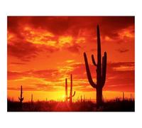 Puzzles 1000 Pieces for Adults -Arizona,cactuses,decline 70x50cm