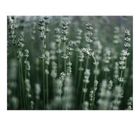 Puzzles 1000 Pieces for Adults -Grass,Macro,Plant,Blur 70x50cm