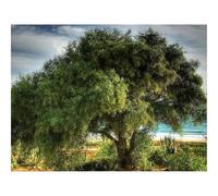 Puzzles 1000 Pieces for Adults -Tree,Coast,Sea,Vegetation,Crones 70x50cm
